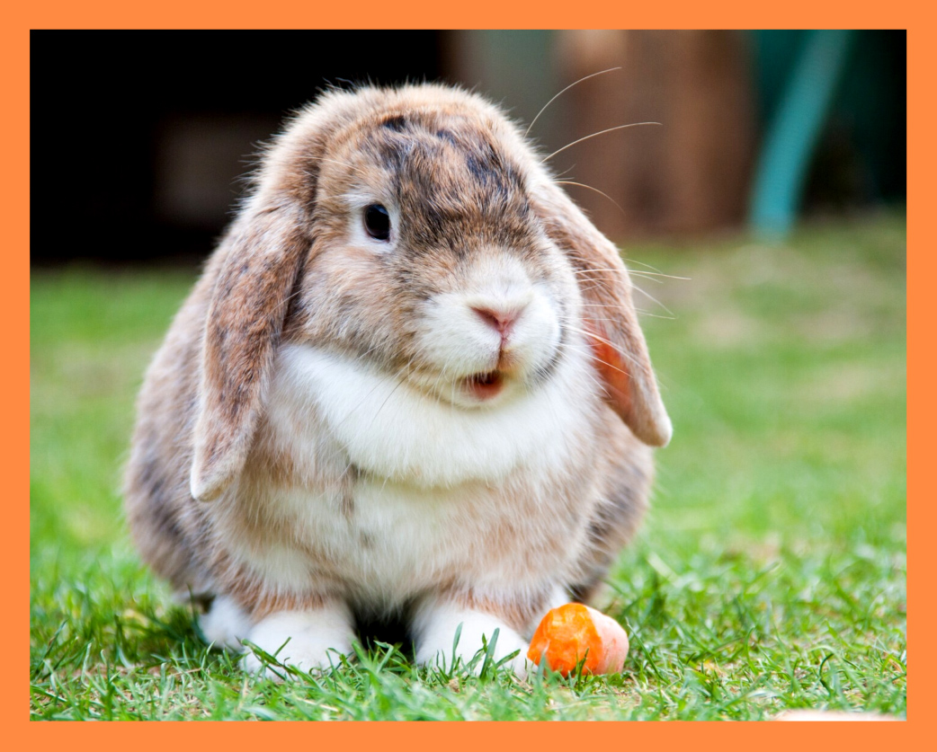 Pet Profile - Rabbits
