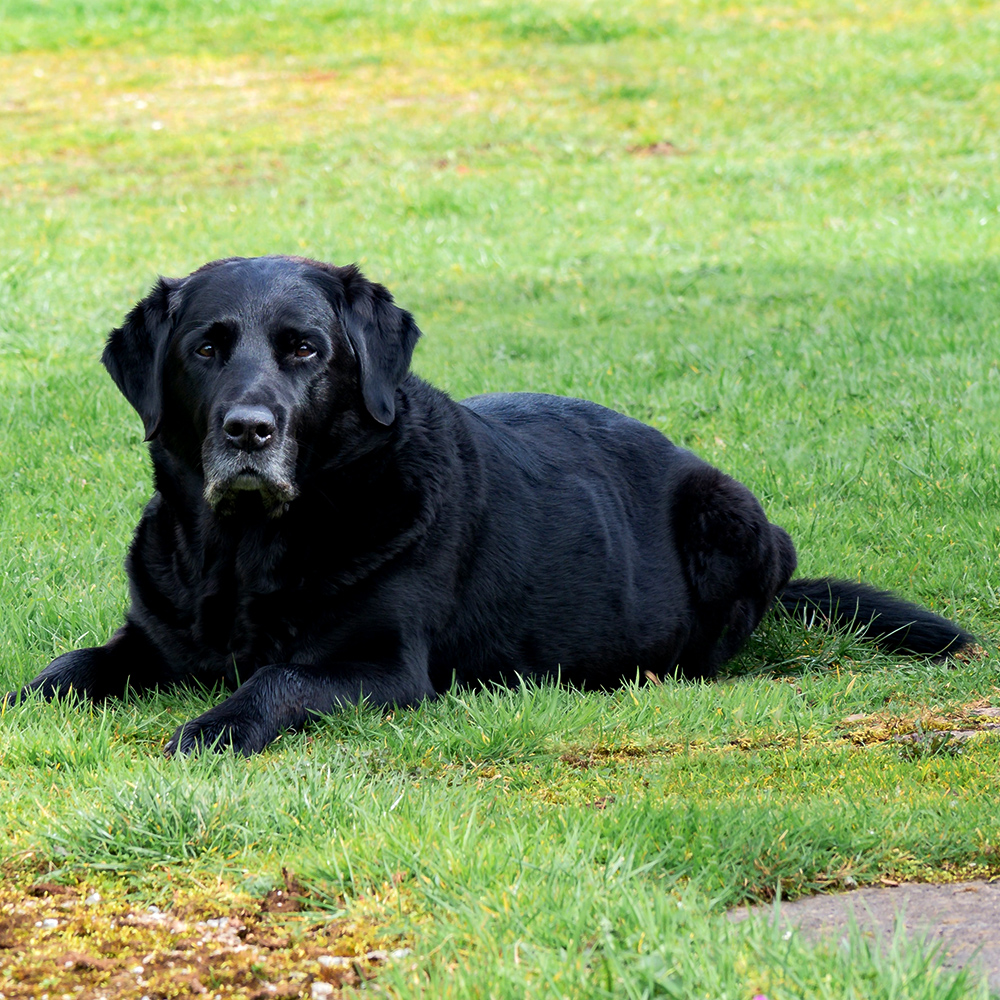 Caring For Arthritic Pets