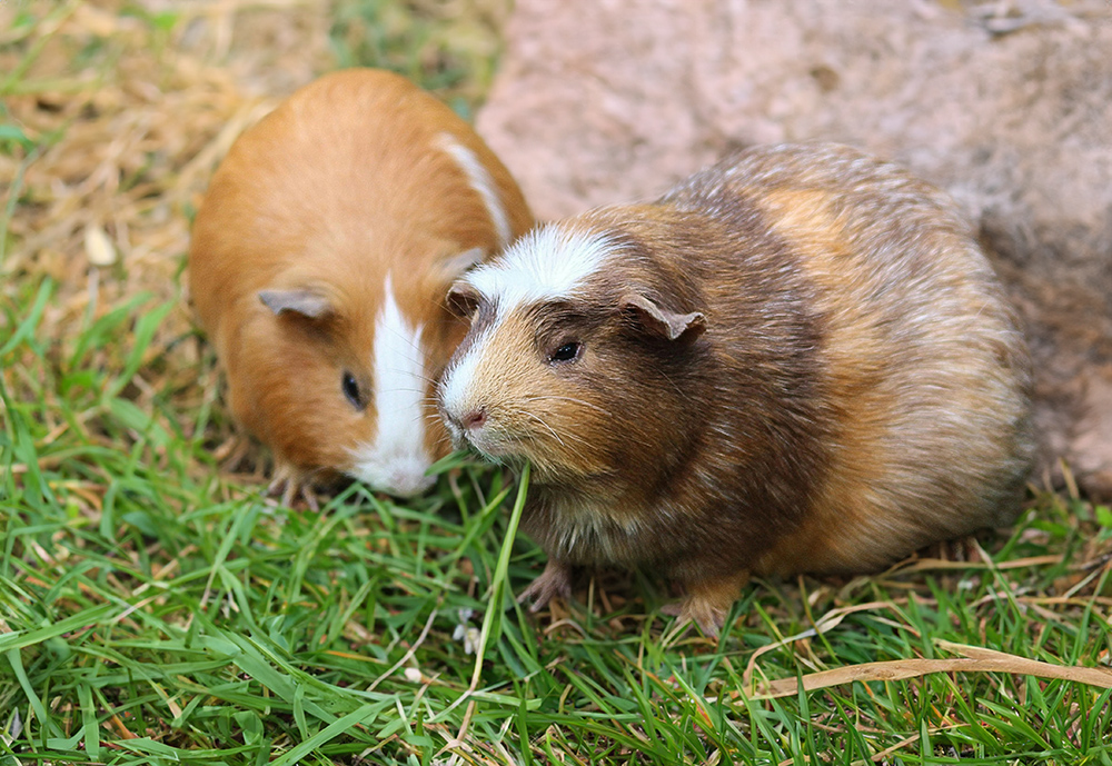 Guinea Pigs and how to enrich their little pet lives