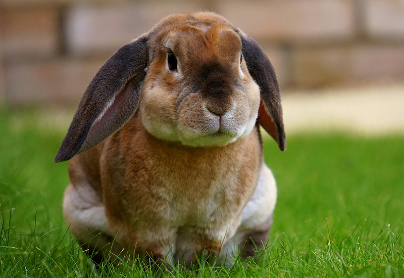 Rabbits and how to enrich their little lives