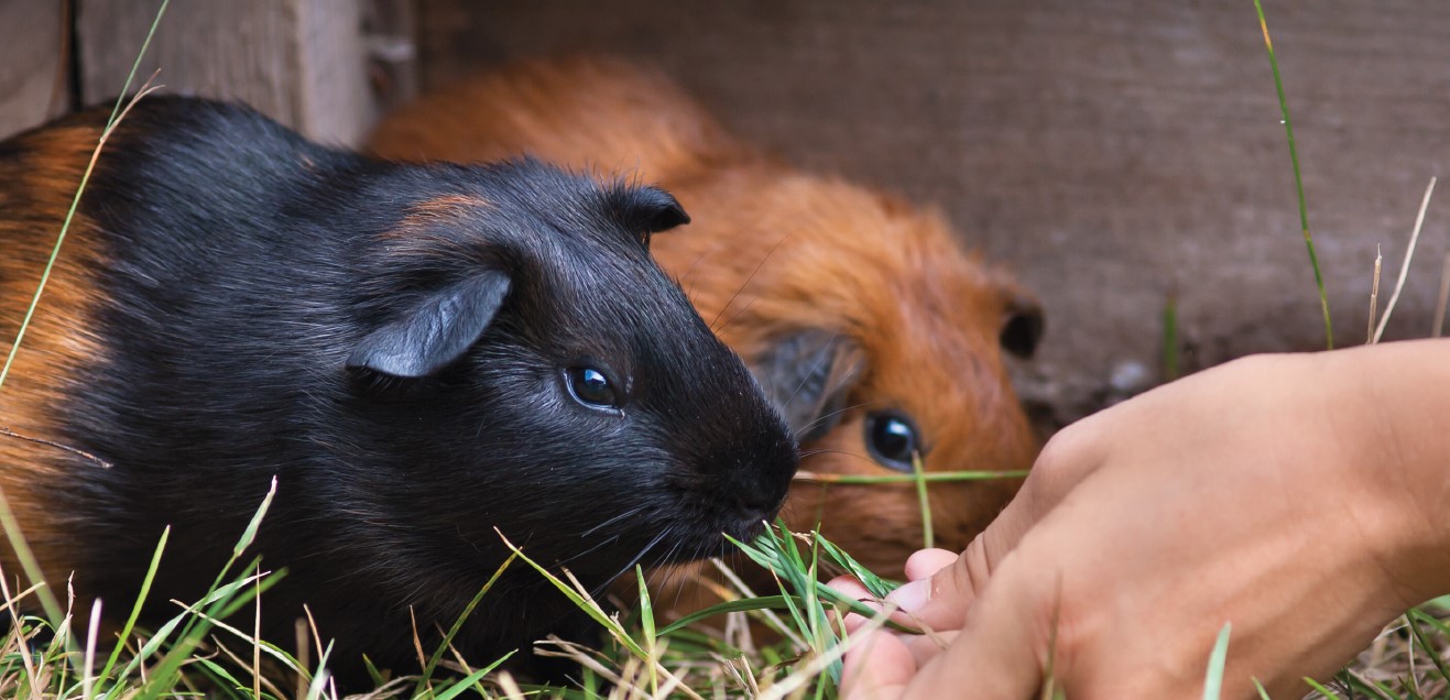 Small Pet Life Enrichment