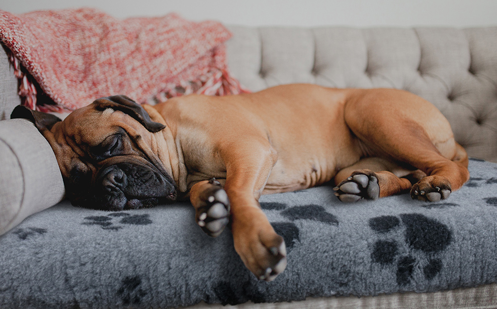 7 benefits to using Vetfleece for you dogs or puppies