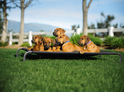 Using the AK-9 High Raised Dog Bed Outdoors to help keep your pet cooler during the warmer summer months