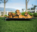 Using the AK-9 High Raised Dog Bed Outdoors to help keep your pet cooler during the warmer summer months