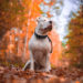 AK-9 Traffic Control Dog Lead - Image 4