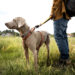 AK-9 Traffic Control Dog Lead - Image 2