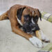 Gnarlawood Natural Coffee Wood Dog Chew - Image 4
