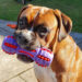 Duratoy Heavy Duty Dumbbell Dog Chew Toy - Image 2