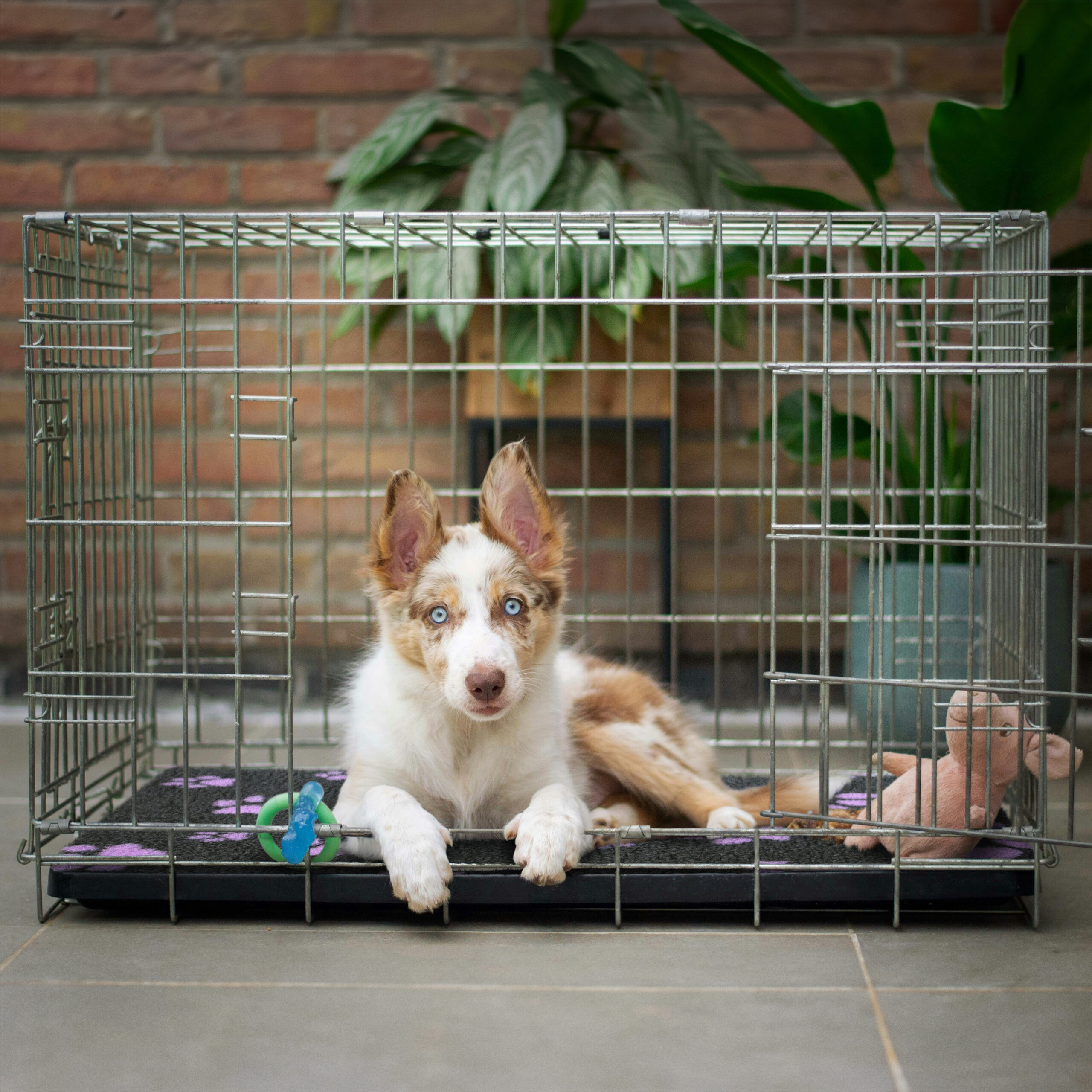 A beautiful merle puppy resting comfortably inside a wire dog crate on a black and purple paw-print Multipaw Non-Slip Vetfleece bed.